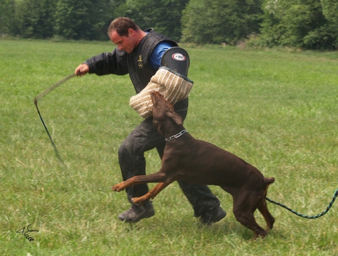 Dogs in training 6/2007